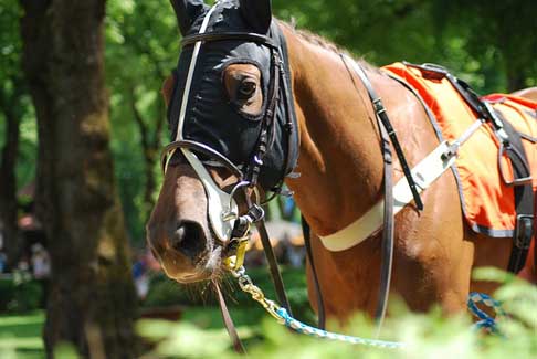 競馬のオッズ